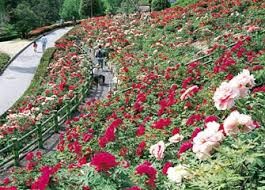 市制50年記念公園(市民の森・フラワーパーク)