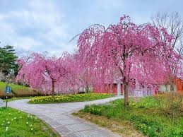 安達ヶ原公園