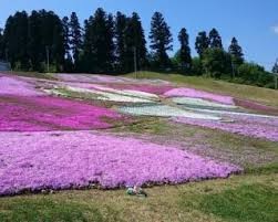 姫神公園