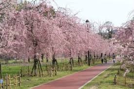 切戸川河川公園