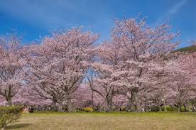 向島運動公園