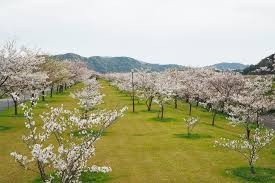 四万十川桜づつみ公園