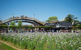 水郷潮来あやめ園