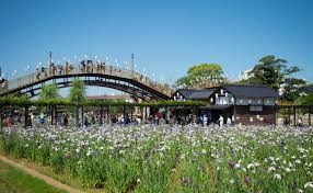 水郷潮来あやめ園