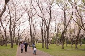 佐倉城址公園