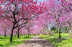古河公方公園(古河総合公園)