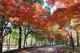 千葉県立柏の葉公園