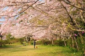小見川城山公園