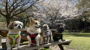 IN & OUT dog training ＆ life assistance