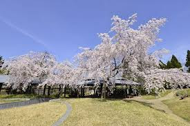 梅小路公園