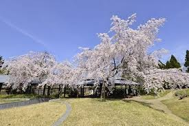 梅小路公園