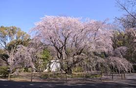 六義園
