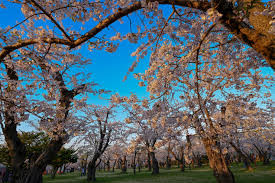 青葉ヶ丘公園