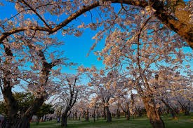 青葉ヶ丘公園