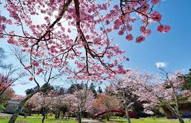 子野日公園