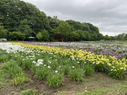 あやめ公園