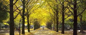 光が丘公園