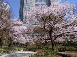 新宿中央公園
