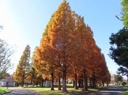 篠崎公園