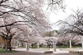 都立武蔵野公園