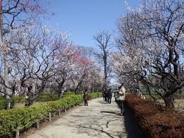 羽根木公園