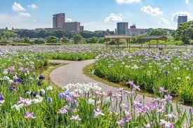 小岩菖蒲園