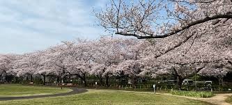 花畑公園・桜花亭