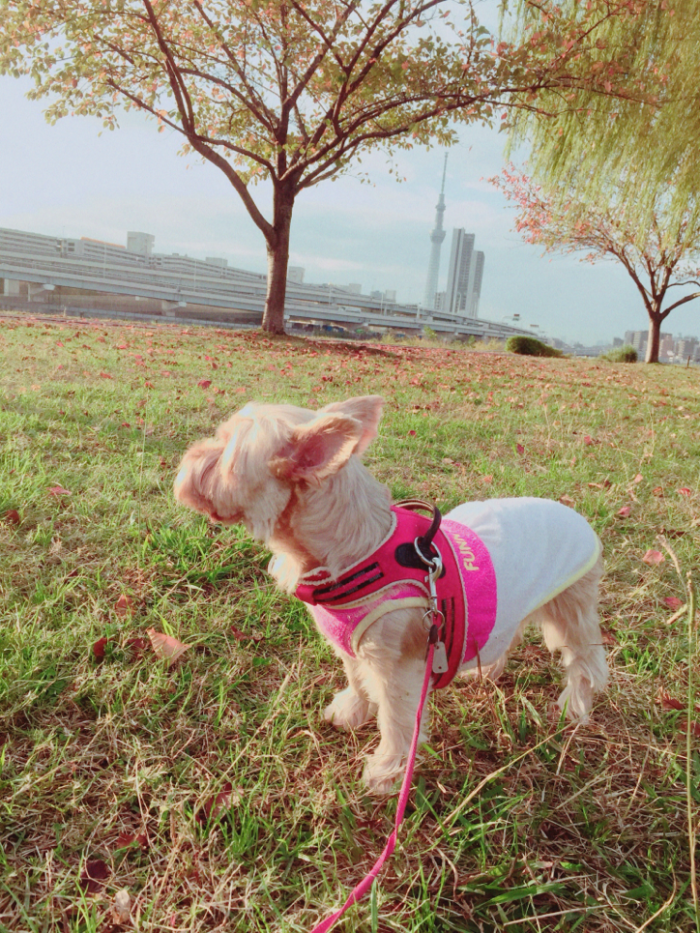 汐入公園