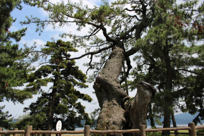 天橋立公園