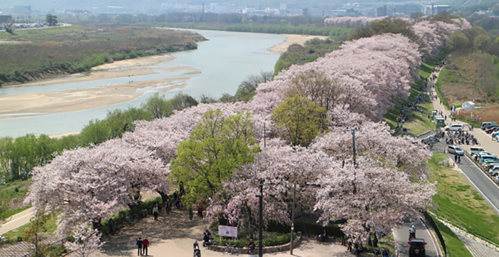 淀川河川公園 背割堤地区