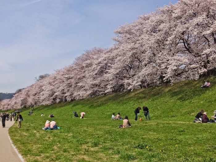 淀川河川公園 背割堤地区