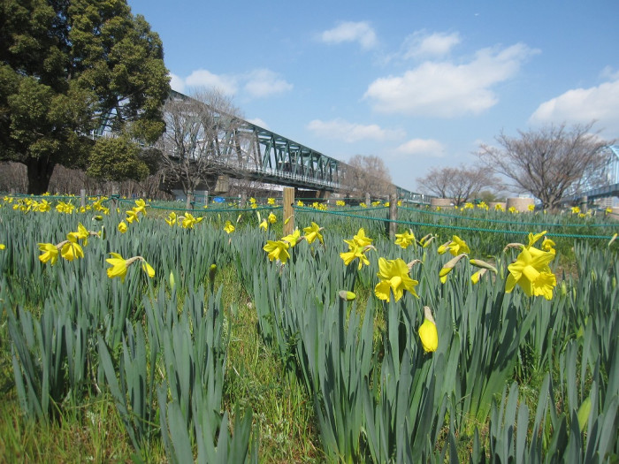 淀川河川公園 長柄地区・長柄河畔地区