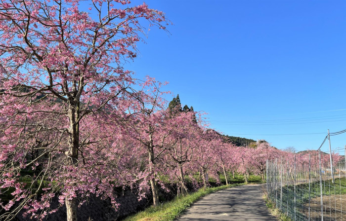 八木山花木園