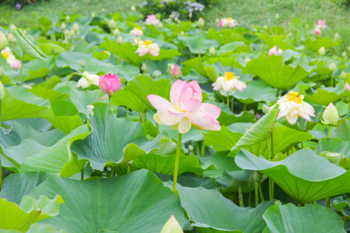 唐比湿地公園