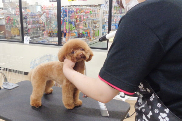 ペットショップ ラビータ　フジグラン三原店