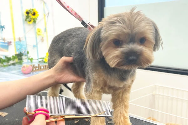 ペットショップ ラビータ フジグラン北島店