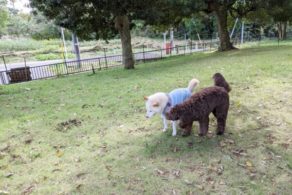 フォレスト ドッグケアセンター