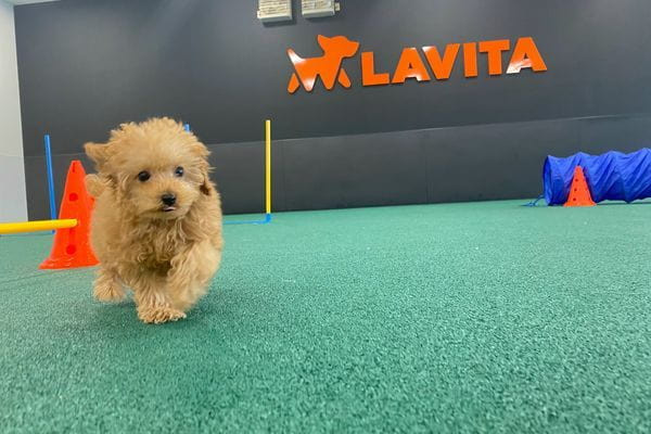 ペットショップ ラビータ フジグラン北島店