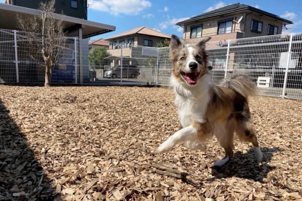ベリーのおうち