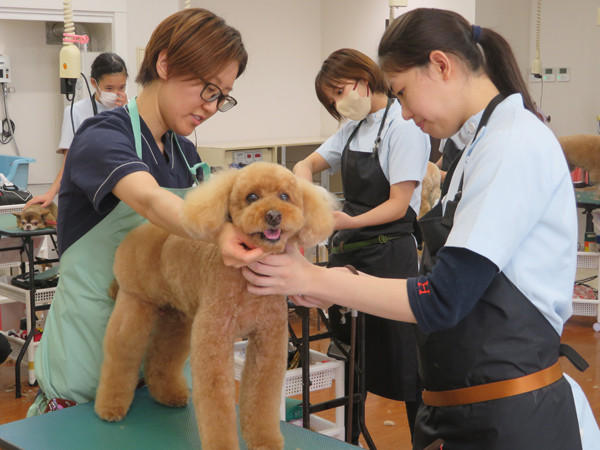 秋田ペット美容学院