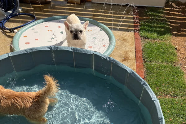 ペットホテル どんぐり