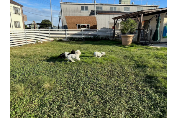 ペットホテル どんぐり