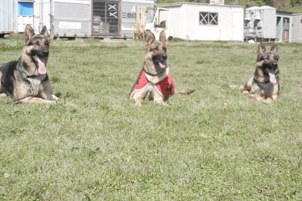 羽島警察犬愛犬大野訓練所