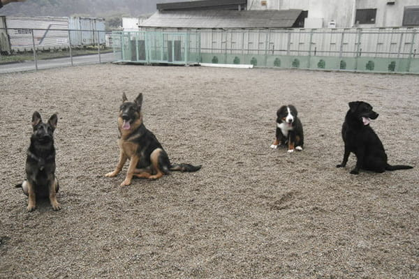 羽島警察犬愛犬大野訓練所