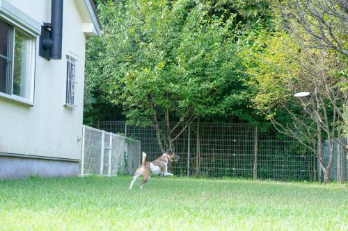 ドッグラン&ドッグカフェjolijoli