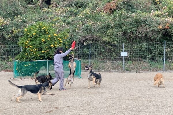 羽島警察犬愛犬大野訓練所