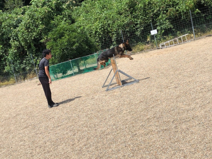 羽島警察犬愛犬大野訓練所