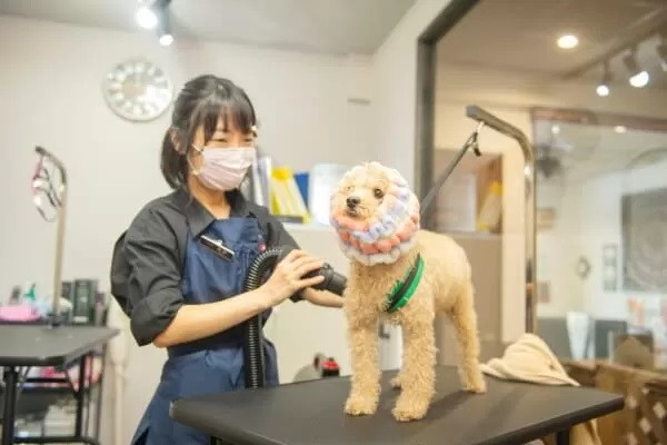 トリミングサロン Lucu