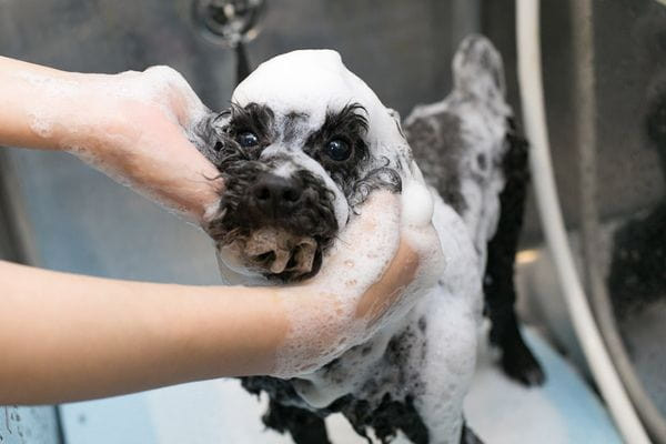 ペットホテル どんぐり