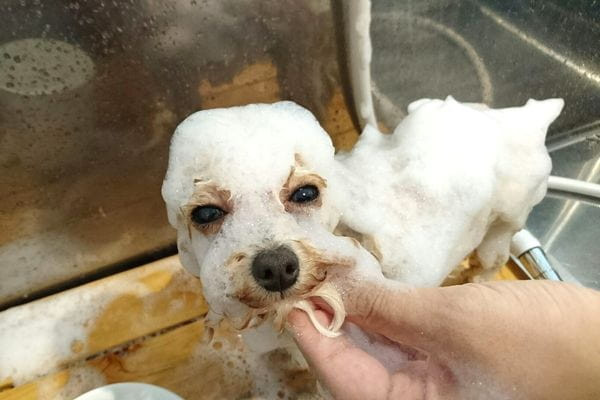 SOPRA GINZA 川島インター店